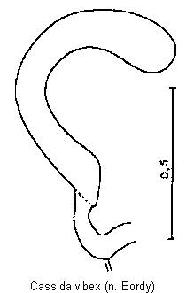 cassida_vibex_sperm.gif