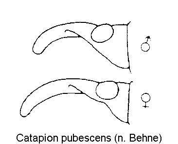 catapion_pubescens_k.gif