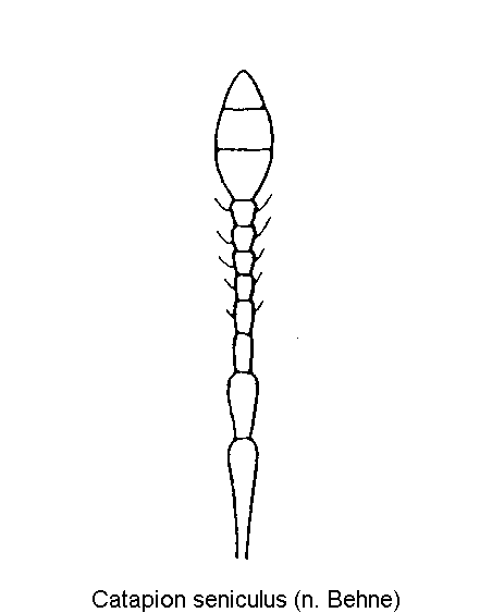 catapion_seniculus_f.gif