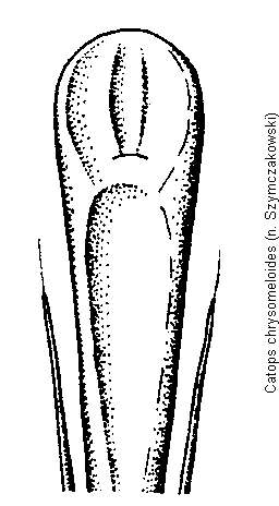catops_chrysomeloides.gif