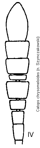 catops_chrysomeloides_f.gif