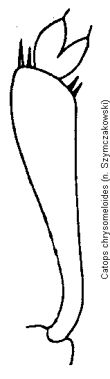 catops_chrysomeloides_vschn.gif