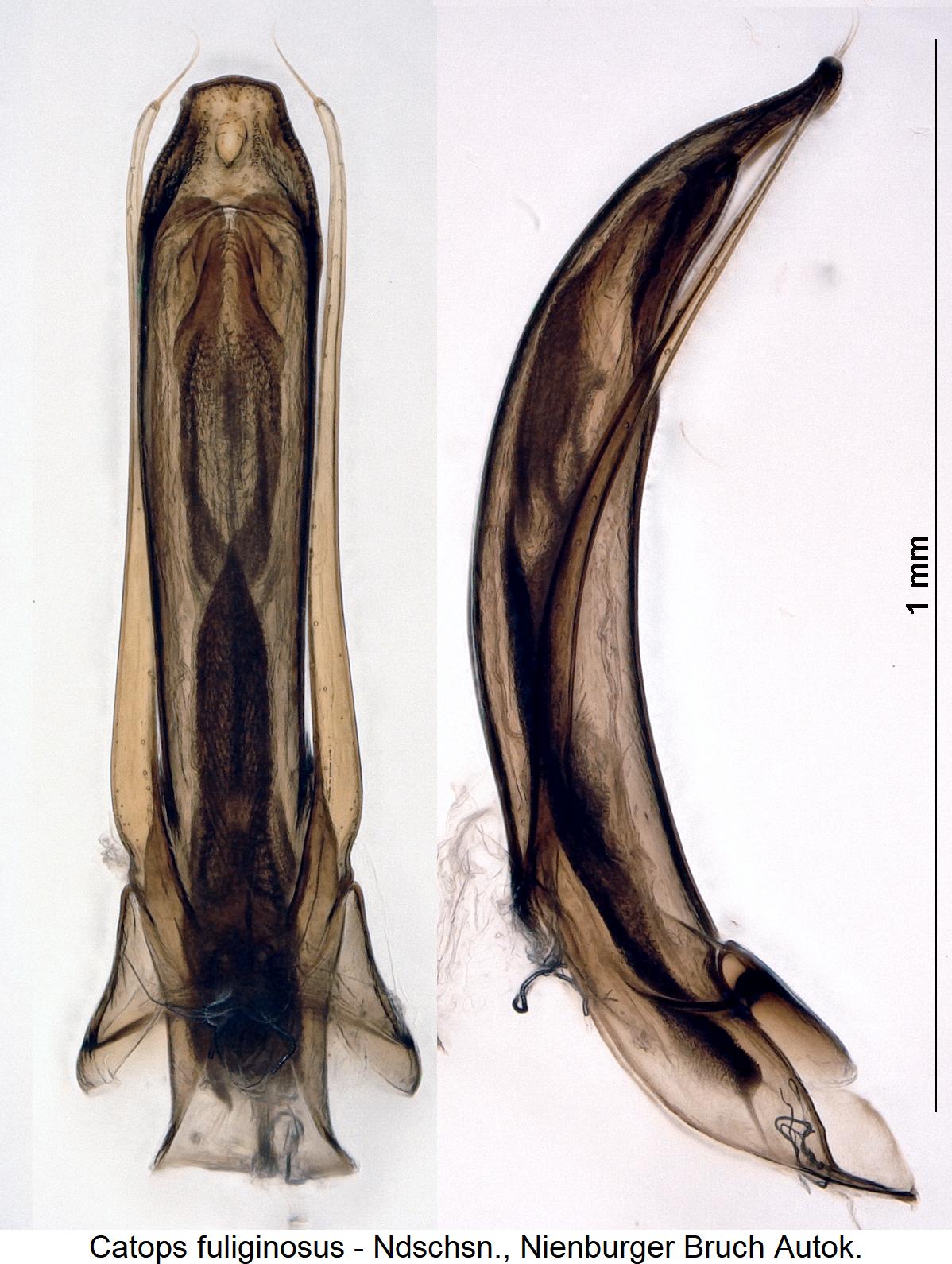 catops_fuliginosus1.jpg