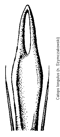 catops_longulus.gif