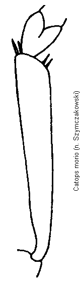 catops_morio_vschn.gif