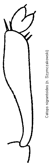 catops_nigrantoides_vschn.gif