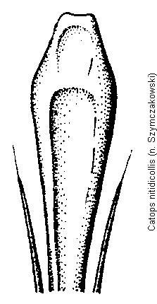 catops_nitidicollis.gif