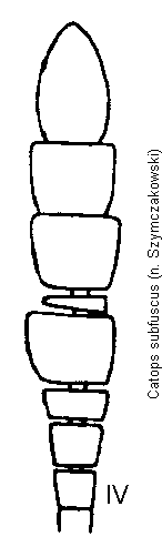 catops_subfuscus_f.gif