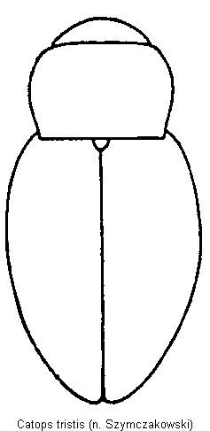catops_tristis_hab.gif