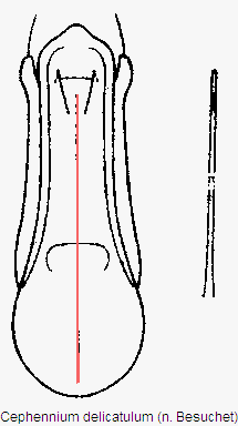 cephennium_delicatulum.gif