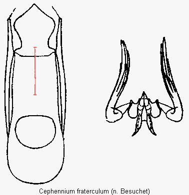 cephennium_fraterculum.gif