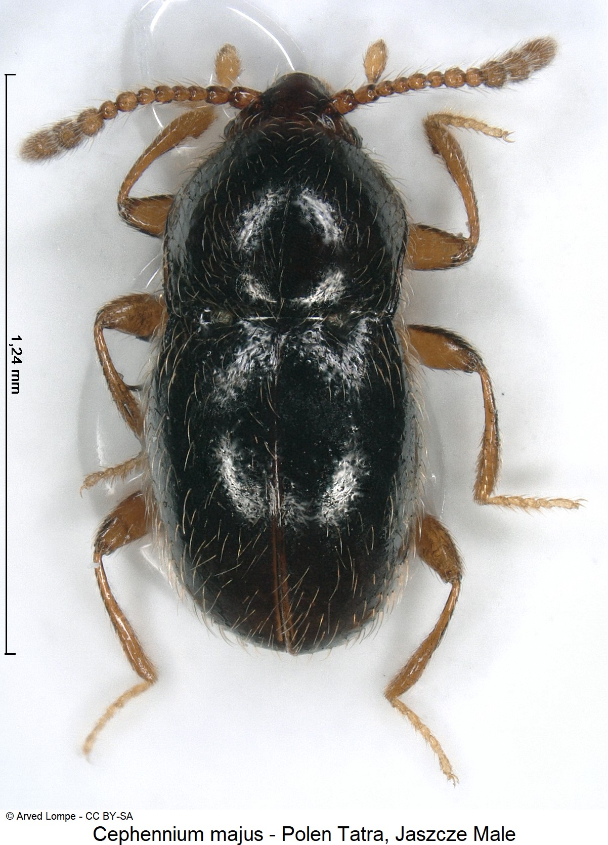 cephennium_majus_ck33276409_hab.jpg