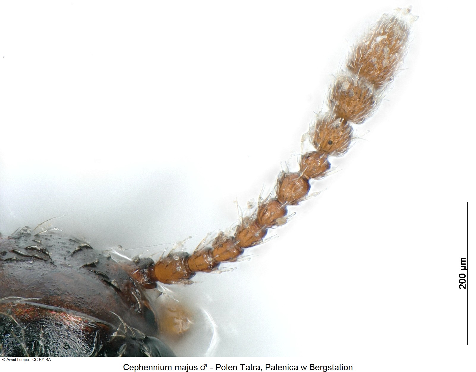 cephennium_majus_m_ck34541700_f.jpg