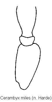 cerambyx_miles_f.gif