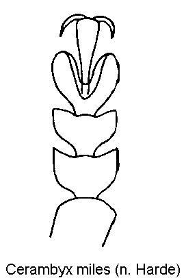 cerambyx_miles_vtr.gif