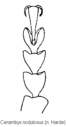 cerambyx_nodulosus_vtr.gif