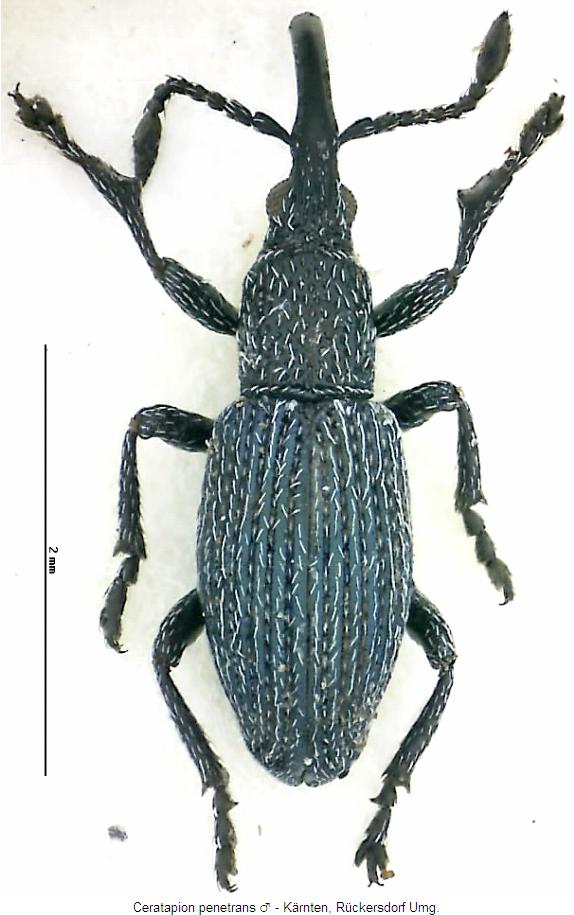 ceratapion_penetrans_hab.jpg