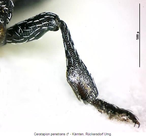 ceratapion_penetrans_vschn.jpg