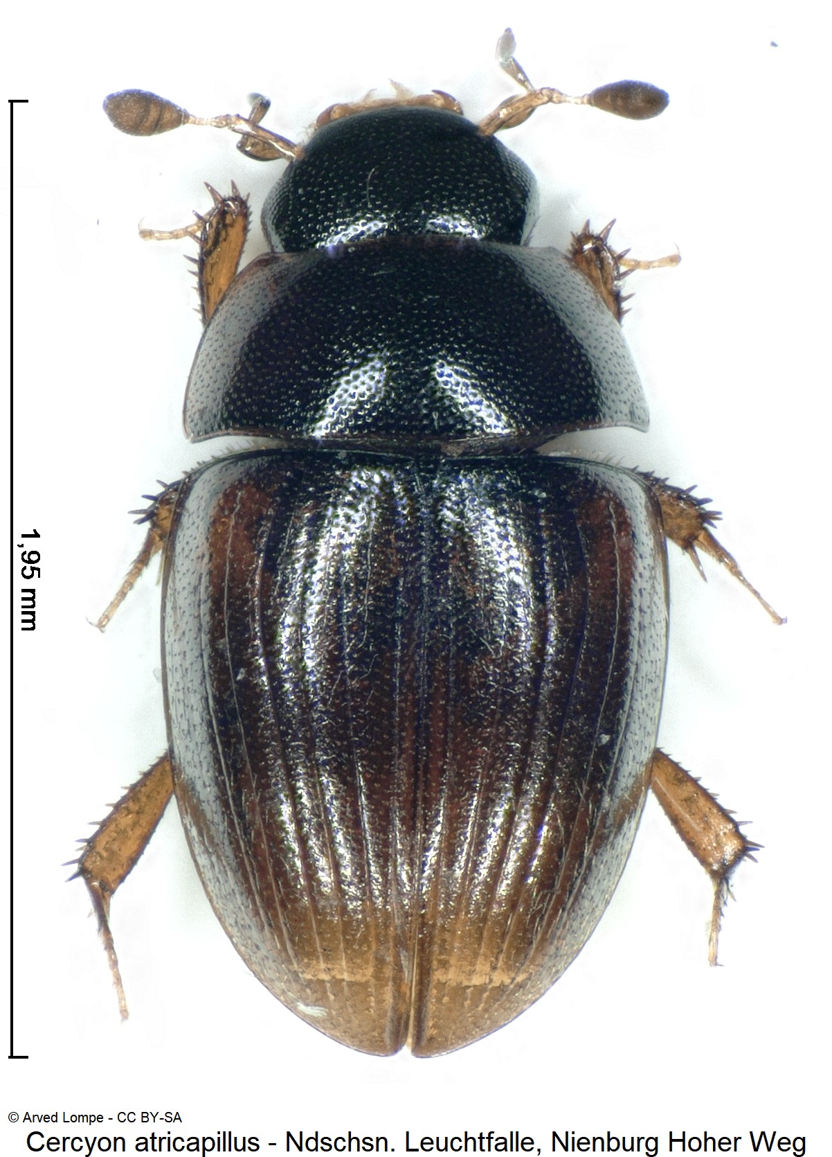 cercyon_atricapillus_ck36528306_hab.jpg