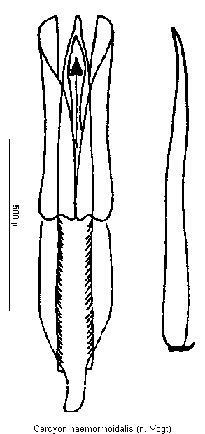 cercyon_haemorrhoidalis.gif