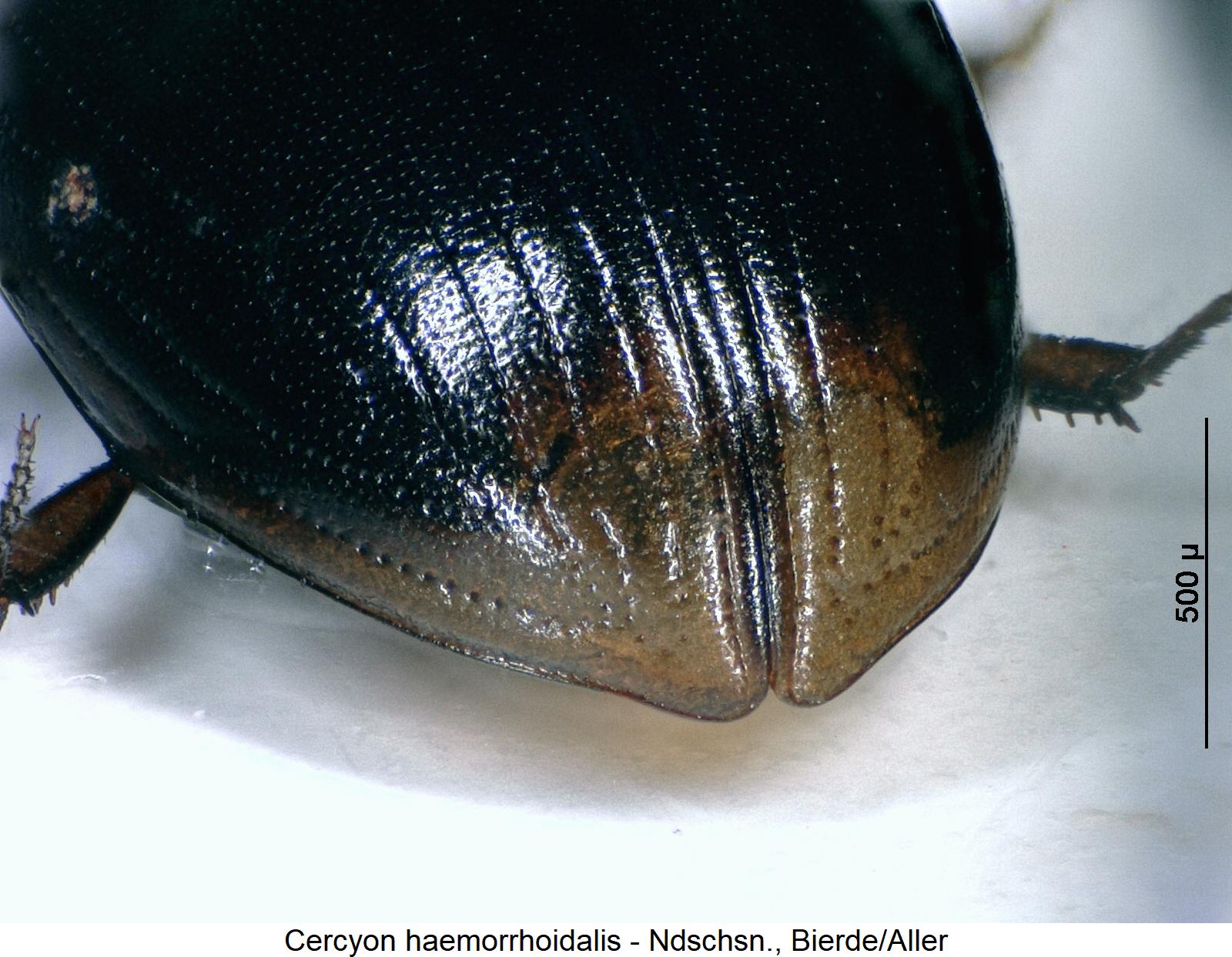 cercyon_haemorrhoidalis_fld.jpg