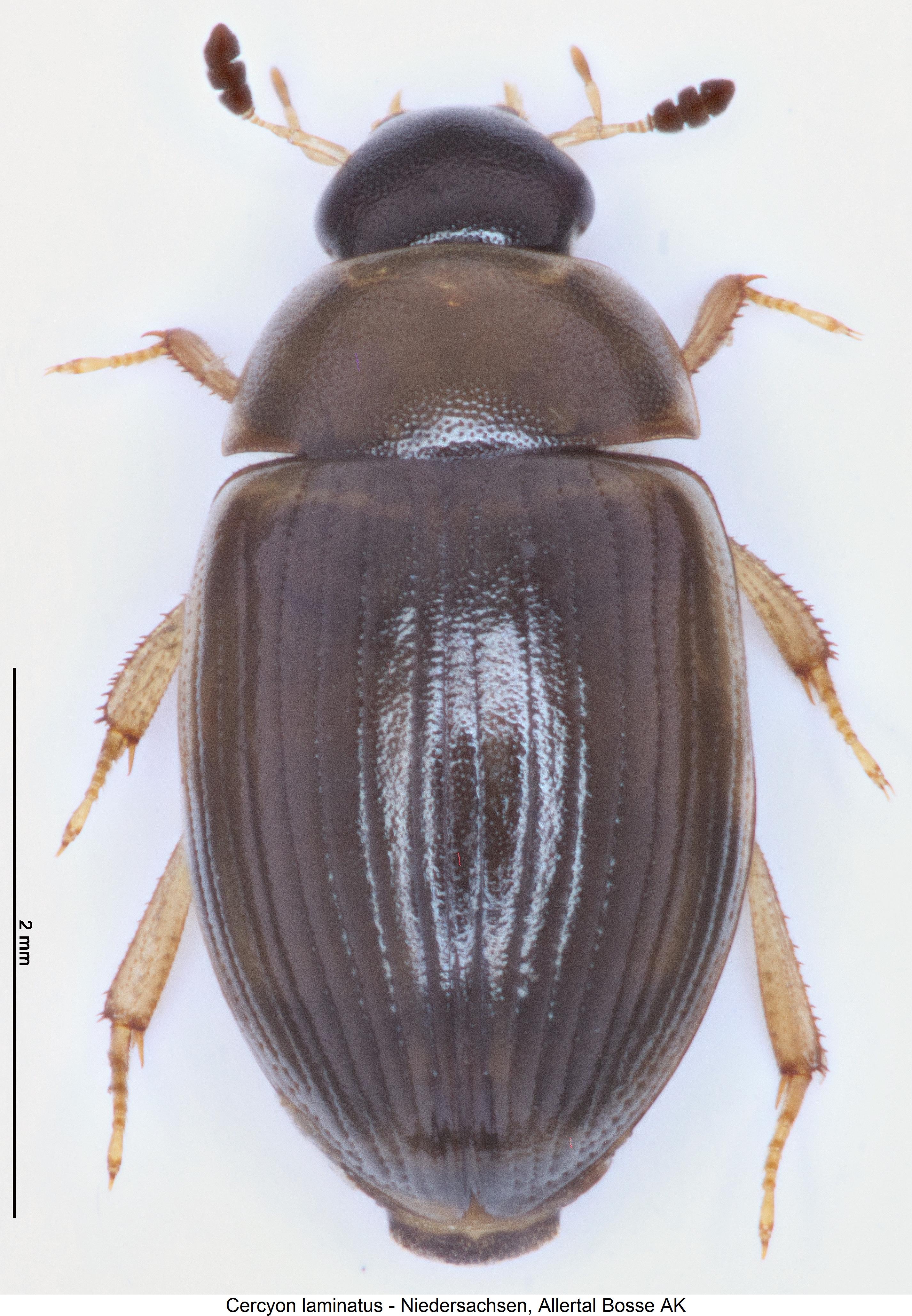 cercyon_laminatus_hab2.jpg