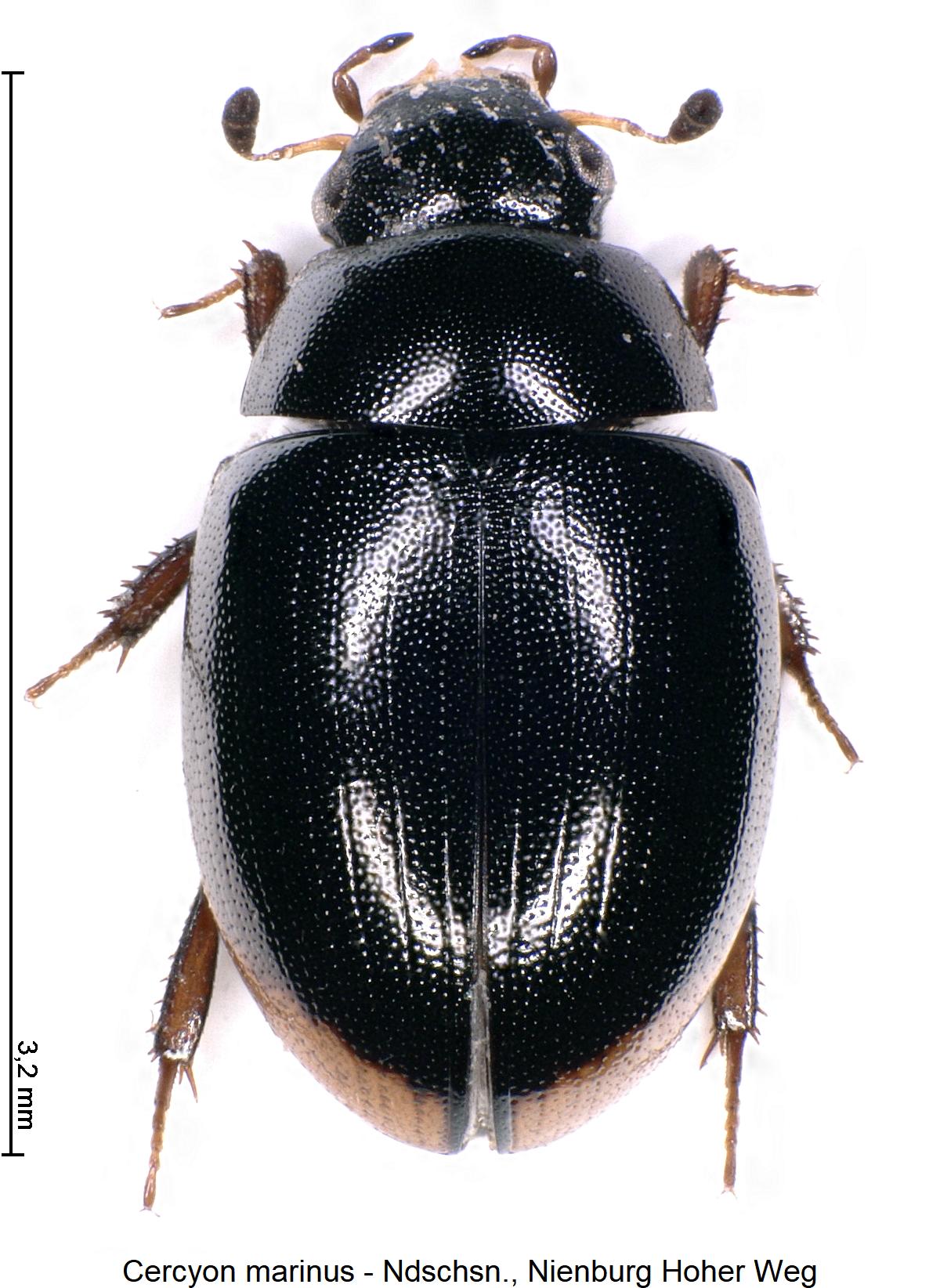 cercyon_marinus_hab.jpg