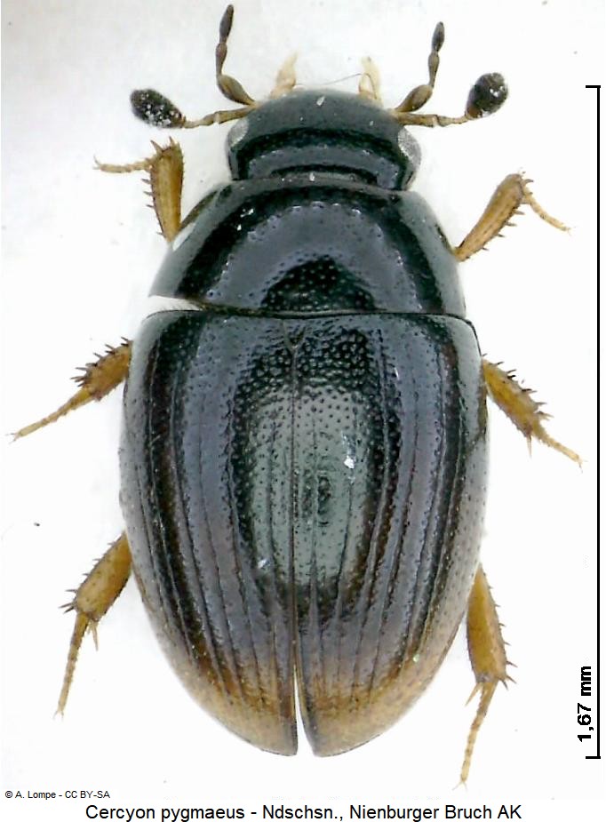 cercyon_pygmaeus_hab.jpg