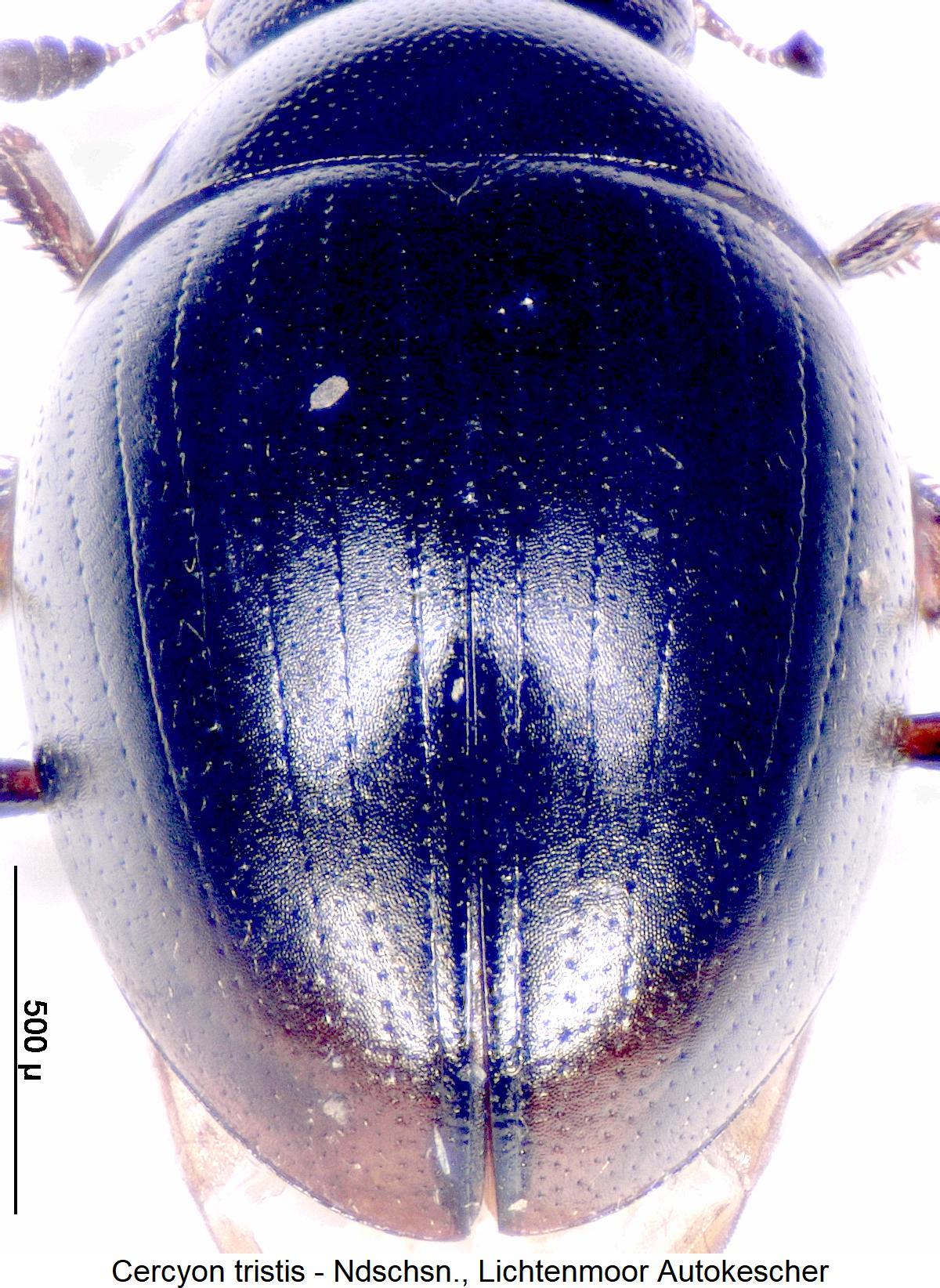 cercyon_tristis_fld.jpg