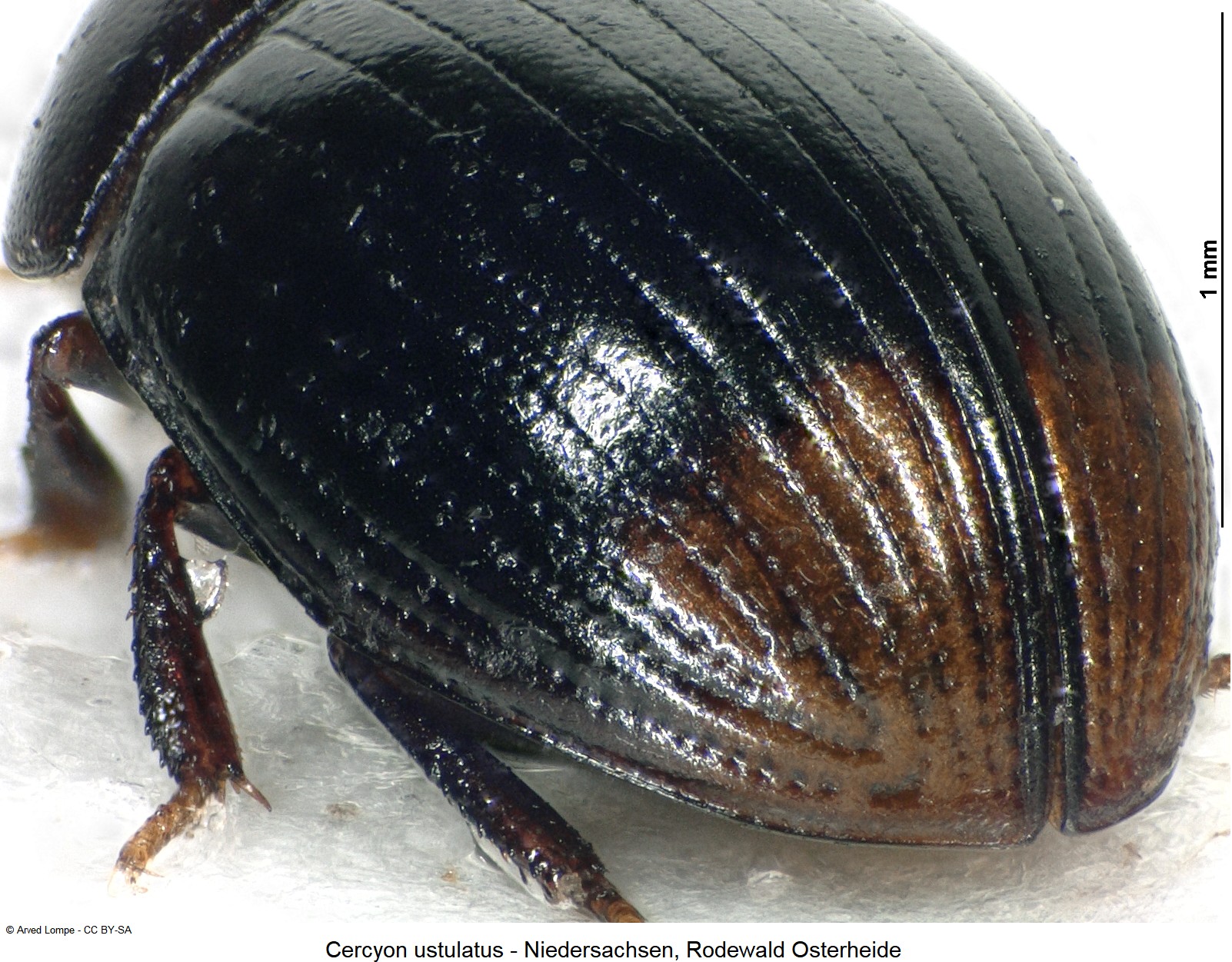 cercyon_ustulatus_ck35915122_fld.jpg