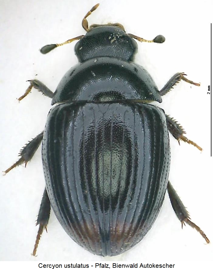 cercyon_ustulatus_hab.jpg