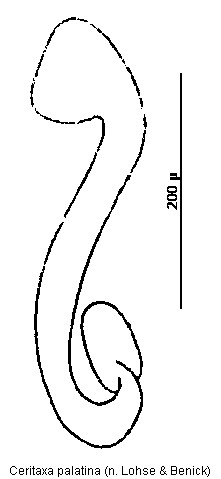 ceritaxa_palatina_sperm.gif