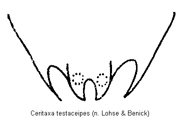 ceritaxa_testaceipes_ter.gif