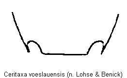 ceritaxa_voeslauensis_ter.gif