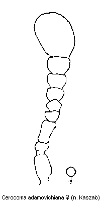 cerocoma_adamovichiana_f.gif