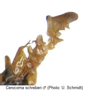 cerocoma_schreberi_f.jpg