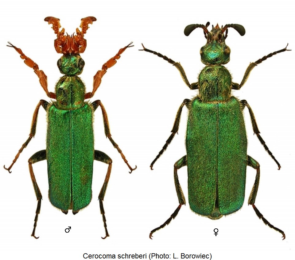 cerocoma_schreberi_hab-1.jpg