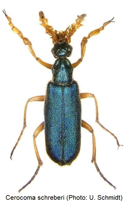 cerocoma_schreberi_hab.jpg