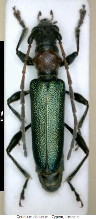 certallum_ebulinum_hab.jpg