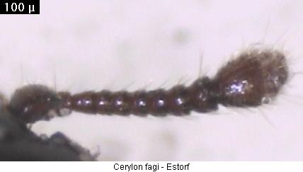 cerylon_fagi_flr.jpg
