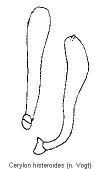 cerylon_histeroides.gif