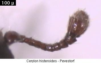 cerylon_histeroides_flr.jpg