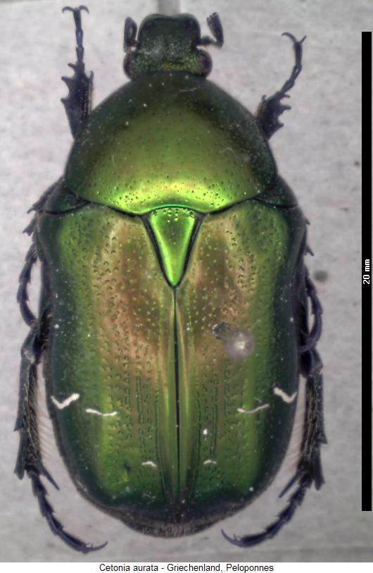 cetonia_aurata_hab.jpg
