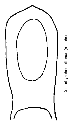 ceutorhynchus_alliariae.gif