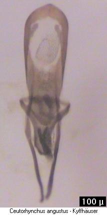 ceutorhynchus_angustus.jpg