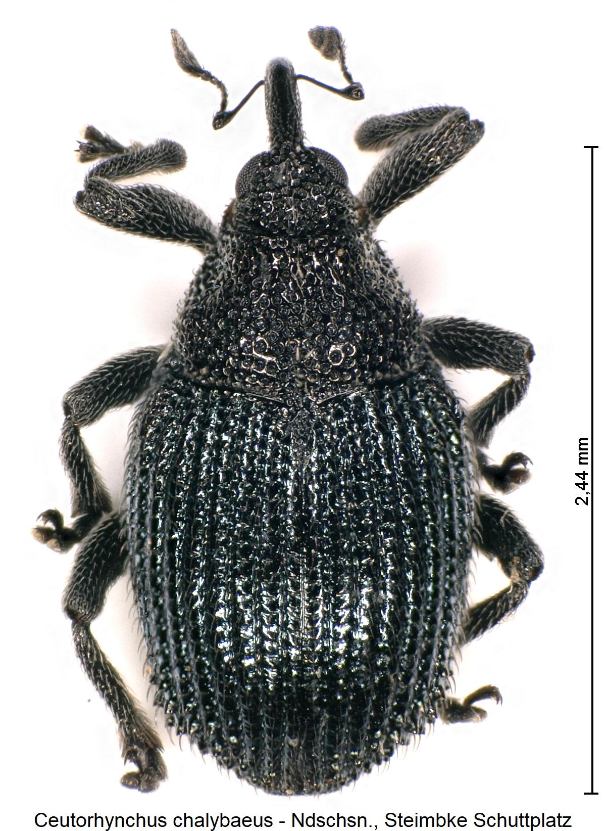 ceutorhynchus_chalybaeus_hab.jpg