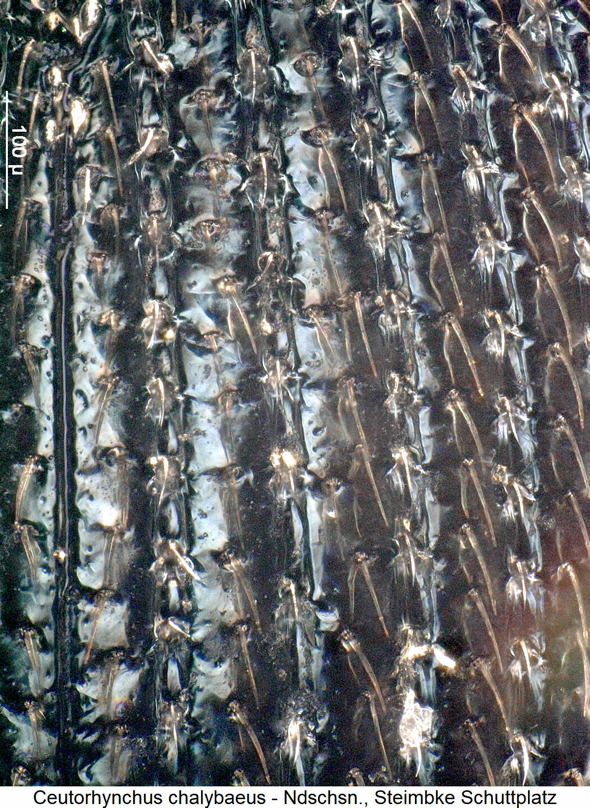 ceutorhynchus_chalybaeus_int.jpg