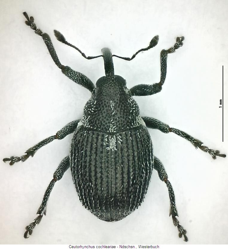 ceutorhynchus_cochleariae_hab.jpg