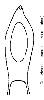 ceutorhynchus_coerulescens.gif