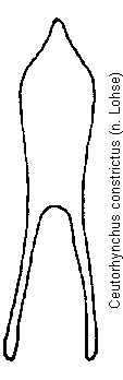 ceutorhynchus_constrictus.gif